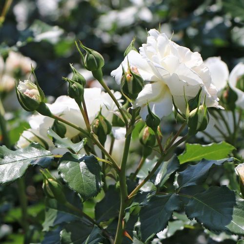 Rosa Petticoat® - biela - Stromkové ruže,  kvety kvitnú v skupinkáchstromková ruža s kríkovitou tvarou koruny